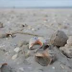 Апартаменты Panoramis By The Sea Нэводари
